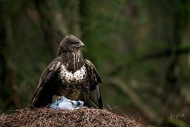 Der Bussard. von lukas van hulle