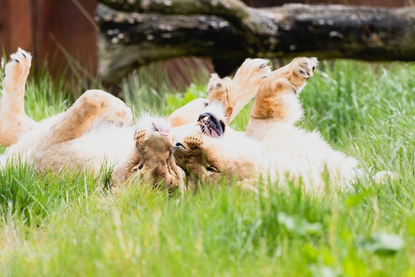 Lions on safari Beekse Bergen by Anne Zwagers