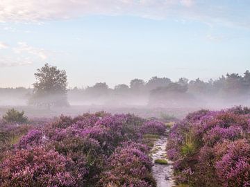heath path by snippephotography