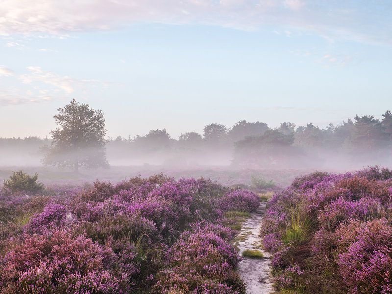 heath path by snippefotografie