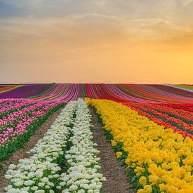 Tulpenfeld bei Sonnenuntergang von Michael Valjak