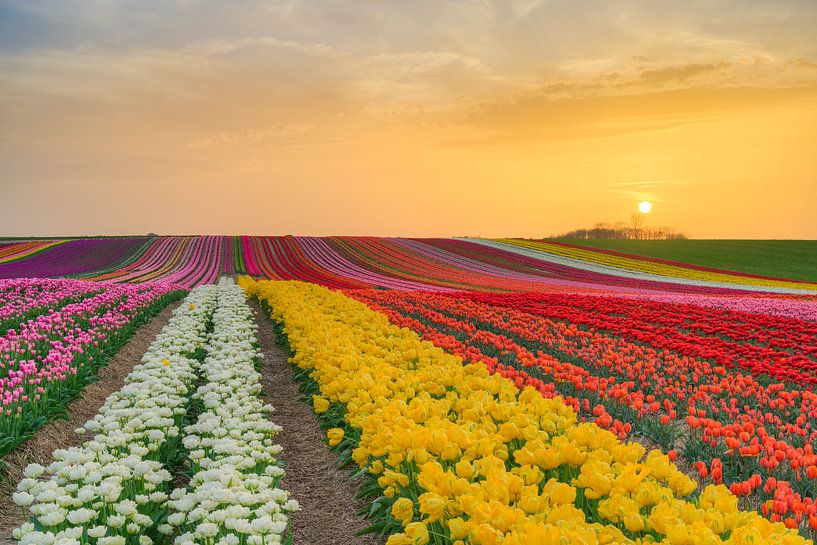 Tulpenfeld bei Sonnenuntergang von Michael Valjak