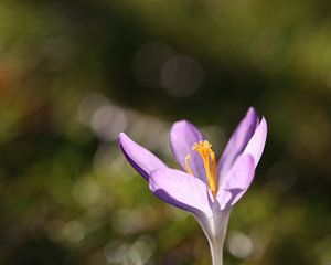 Voorjaarsvoorbode paarse krokus met prachtige bokeh- Crocus violet, signe avant-coureur du Printemps, ave un magnifique bokeh-herald of spring purple crocus with beautiful bokeh