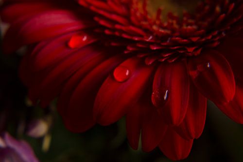 Rote Gerbera