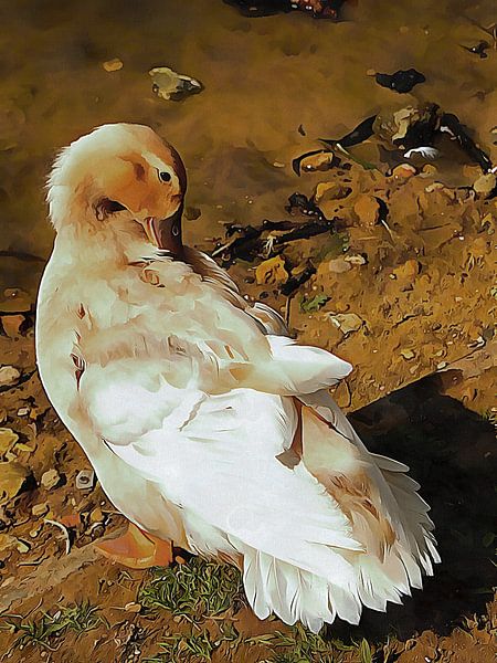 Buff Orpington Duck Preening by Dorothy Berry-Lound