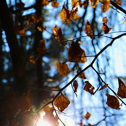 Stralende zon