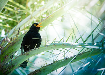 Eine singende Amsel zwischen dornigen Zweigen auf Gran Canaria