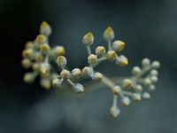 Curry plant in bud