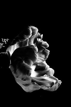 Black White Tulp