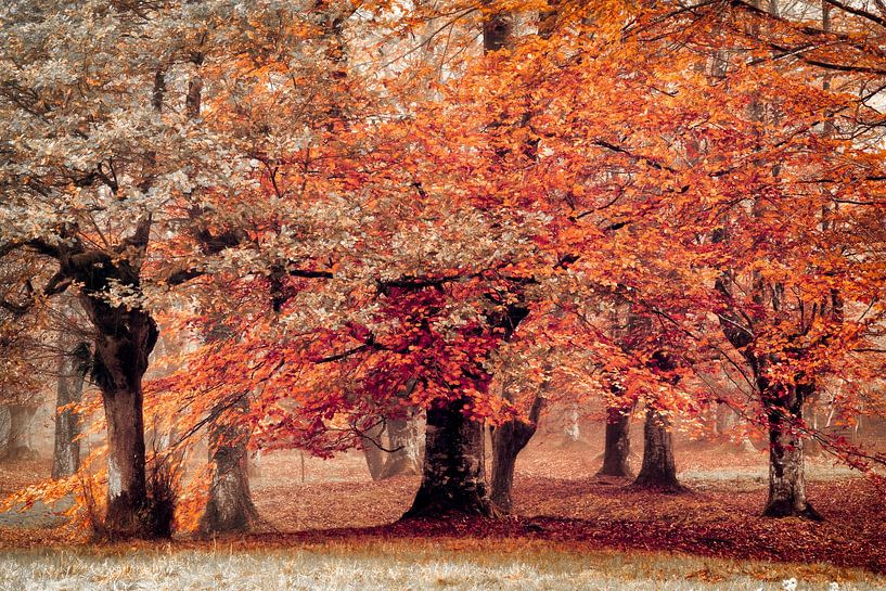 Moodland par Lars van de Goor