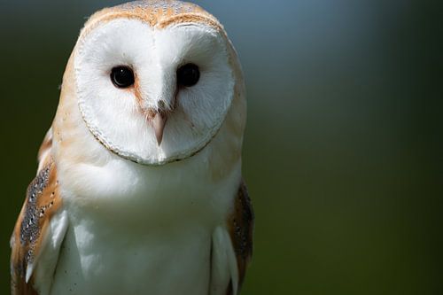 Close-up van een kerkuil