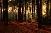 Speulderbos IV
