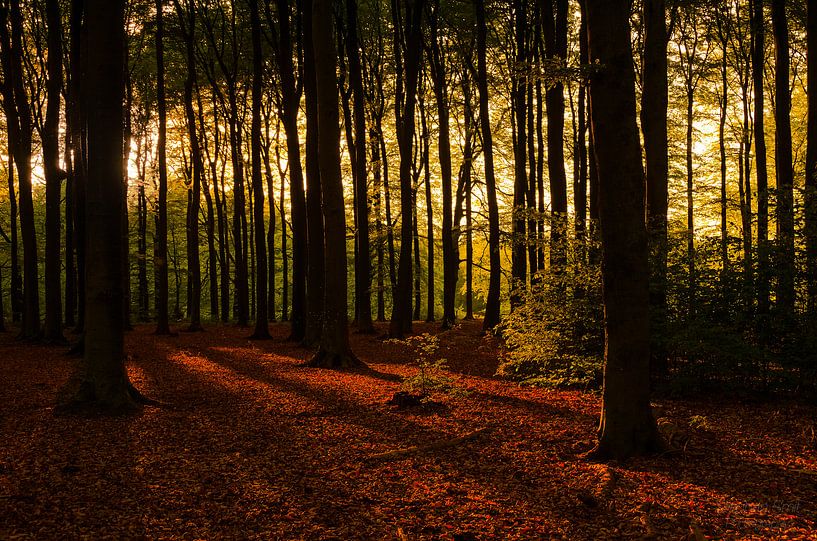 Speulderbos IV von Stephan Smit