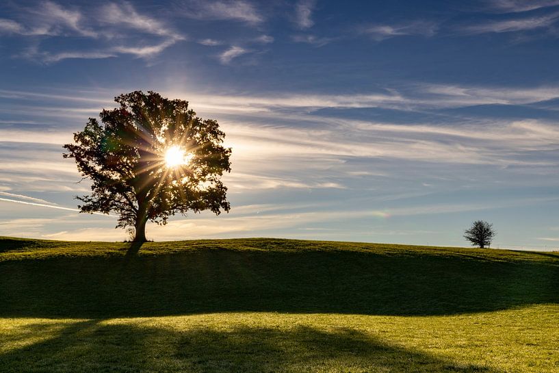Boom verlicht van Andreas Müller