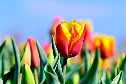 Tulp in bollenveld bij Wognum.