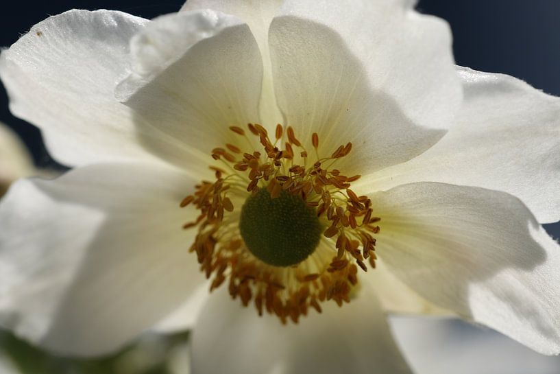 white Anemone by Cora Unk