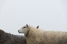 black & white by Nynke de Bruijne