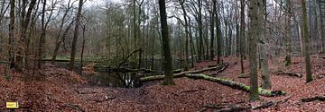 Panorama tussen beek en bos van Gerard de Zwaan