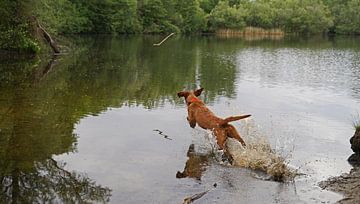 Waterspelletjes aan het meer met een bruine Magyar Vizsla draadhaar.