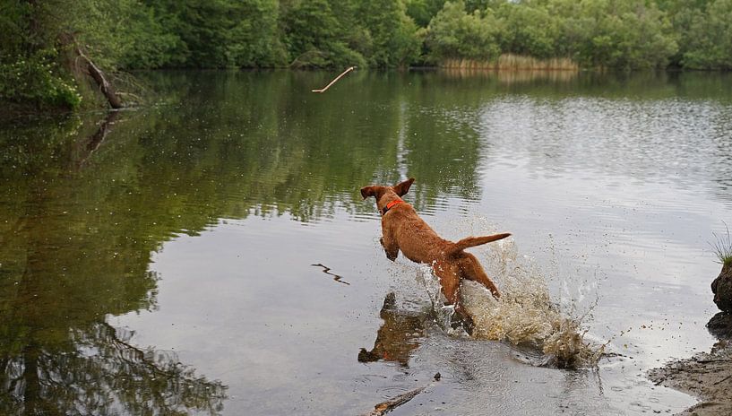 Water games at the lake with a brown Magyar Vizsla wirehair. by Babetts Bildergalerie
