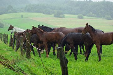 Paarden in de regen van Norbert Sülzner