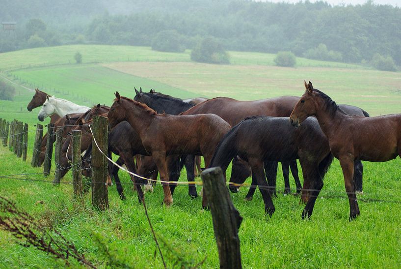 Pferde im Regen von Norbert Sülzner