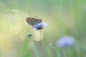 Morgen Frische