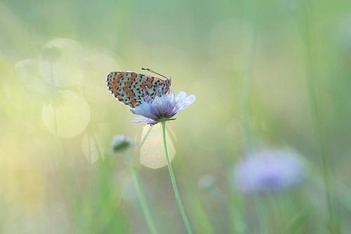 Morning freshness (Parelmoervlinder tussen de dauwdruppels)