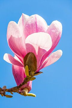 Bloesem van een magnolia in de lente van Werner Dieterich