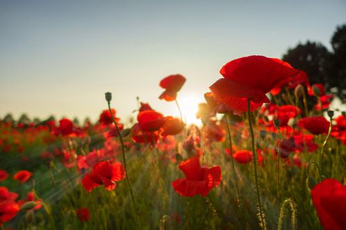Des coquelicots dans le soleil couchant