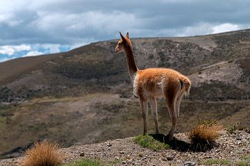 Alpaca van Maarten Verhees