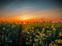 Zonsondergang in het koolzaadveld