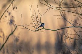 long-tailed tit by Bart Hardorff