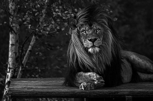 Afrikanischer Löwe im Wind