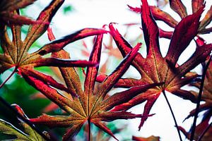 Japanese Maple sur Milou Oomens