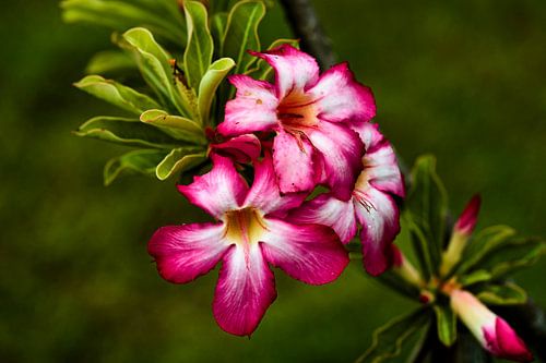 Bloemenpracht in een tropische tuin