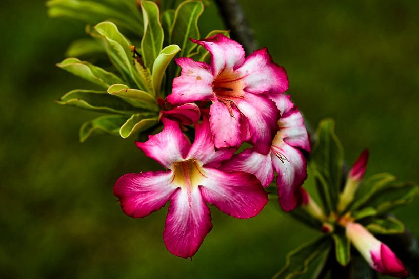 Floral splendour in a tropical garden by Frank Photos