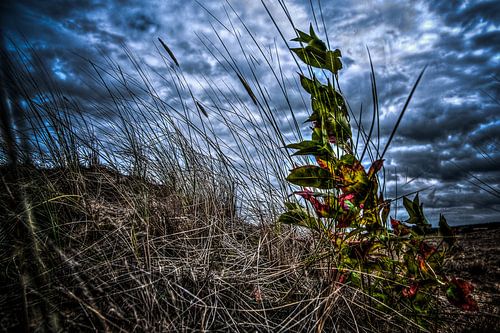 Heideplant Kootwijkerzand