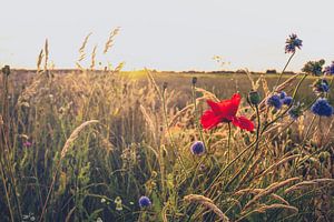 Klaprozen in het veld tijdens zomeravond