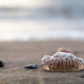 Jellyfish by Evelyne Renske