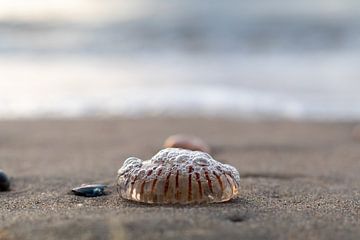 Jellyfish by Evelyne Renske