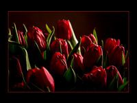 Schitterende rode tulpen