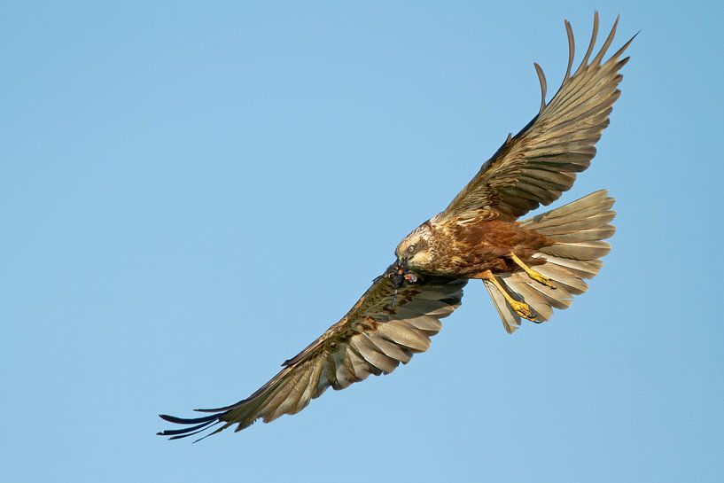 Bruine Kiekendief von Menno Schaefer