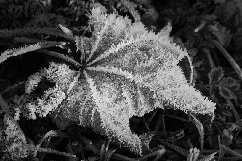 Leaf in rime in the morning 4 by Jörg Hausmann