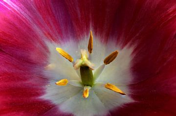 De tulp, hoe hollands kan het zijn. van foto by rob spruit