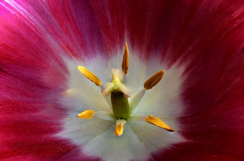 The tulip, how Dutch can it be. by foto by rob spruit
