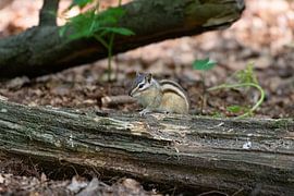The Siberian Squirrel by Merijn Loch