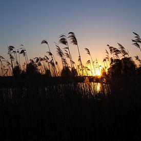 Sunset in the Dutch Polder sur Marco van der Veldt