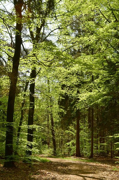Sunlight on beech leaves by Corinne Welp