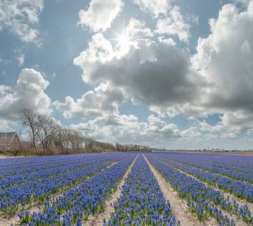 Boerderijen met een veld vol blauwe hyacinten, Sint Maartensvlotbrug, Noord-Holland van Rene van der Meer